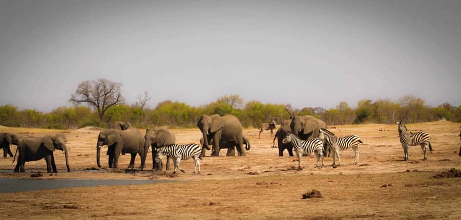 Victoria Falls: Chobe National Park Day Trip with Lunch - Why Chobe works so well from Victoria Falls