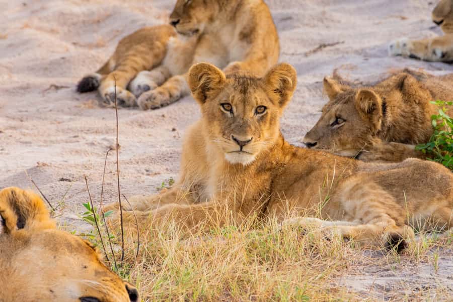 Victoria Falls: Chobe National Park Day Trip with Lunch - How long and tiring is the day?