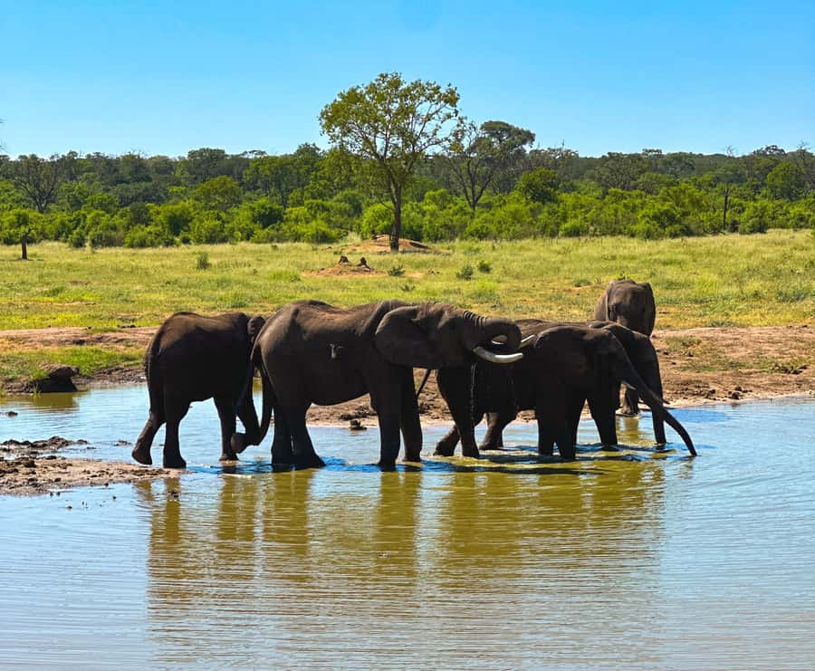 Victoria Falls: Elecrew Through The Eyes Of An Elephant - Meeting the nine elephants and their carers