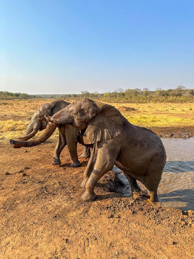 Victoria Falls: Elecrew Through The Eyes Of An Elephant - A guided walk and time at the waterhole
