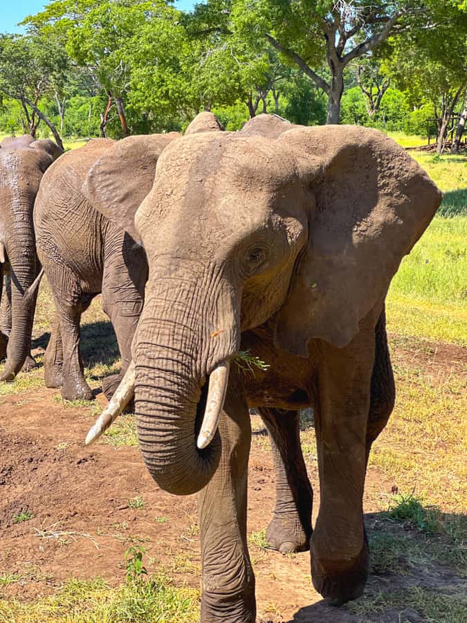 Victoria Falls: Elecrew Through The Eyes Of An Elephant - How ethical concerns fit into the visit