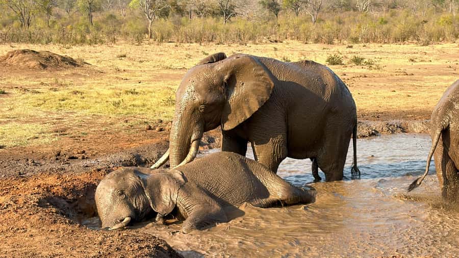 Victoria Falls: Elecrew Through The Eyes Of An Elephant - Who will get the most from this outing
