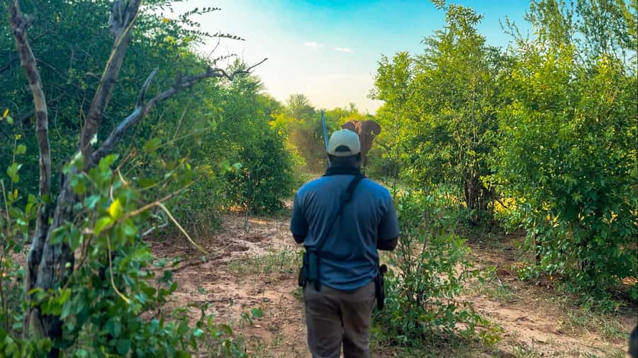 Victoria Falls: Game Walk in the Zambezi National Park - Key points at a glance