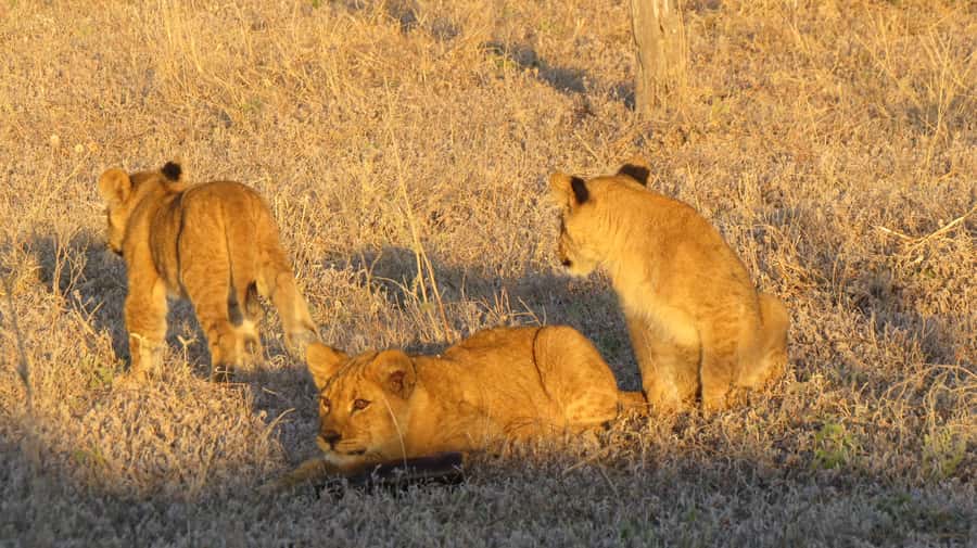 Victoria Falls: Hwange National Park Full-Day Safari - Key points before you book