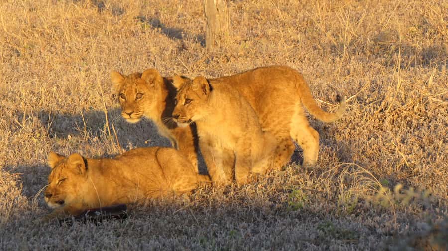 Victoria Falls: Hwange National Park Full-Day Safari - Why Hwange makes this a serious safari day
