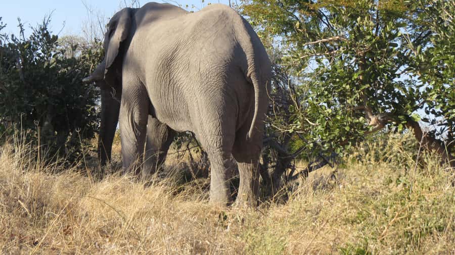 Victoria Falls: Hwange National Park Full-Day Safari - Entering Hwange National Park and getting ready