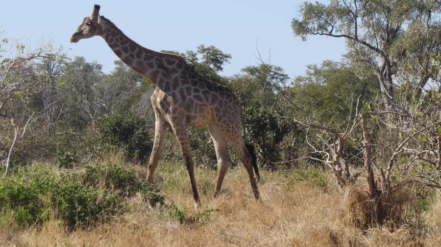 Victoria Falls: Hwange National Park Full-Day Safari - A packed lunch in the middle of the bush