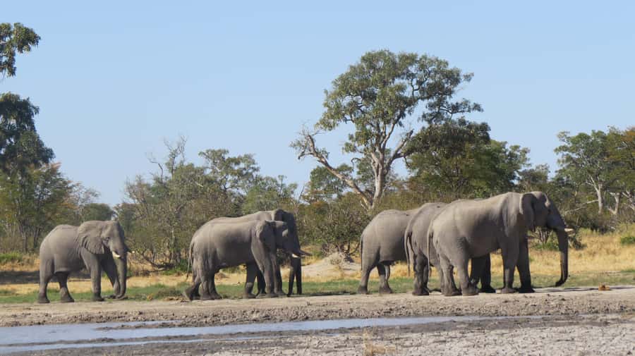 Victoria Falls: Hwange National Park Full-Day Safari - The three-hour afternoon game drive