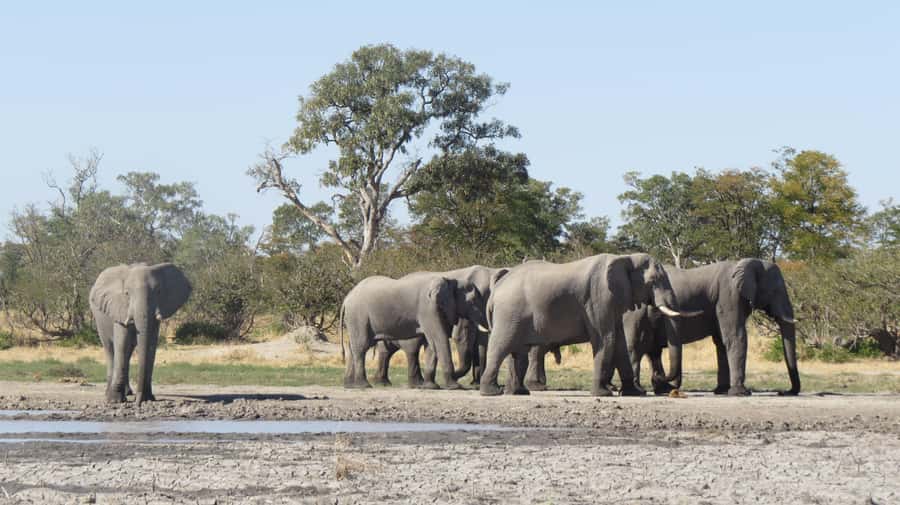 Victoria Falls: Hwange National Park Full-Day Safari - Timing, duration, and the road tradeoff