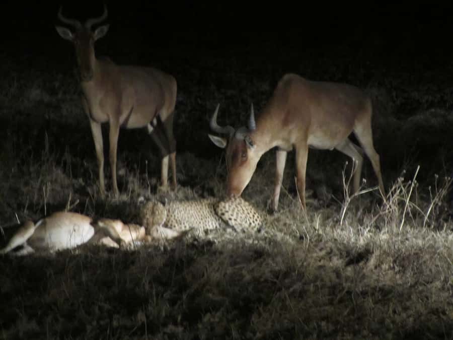 Victoria Falls: Night Game Drive and 3-Course Bush Dinner - From Victoria Falls Town to the Nakavango reserve