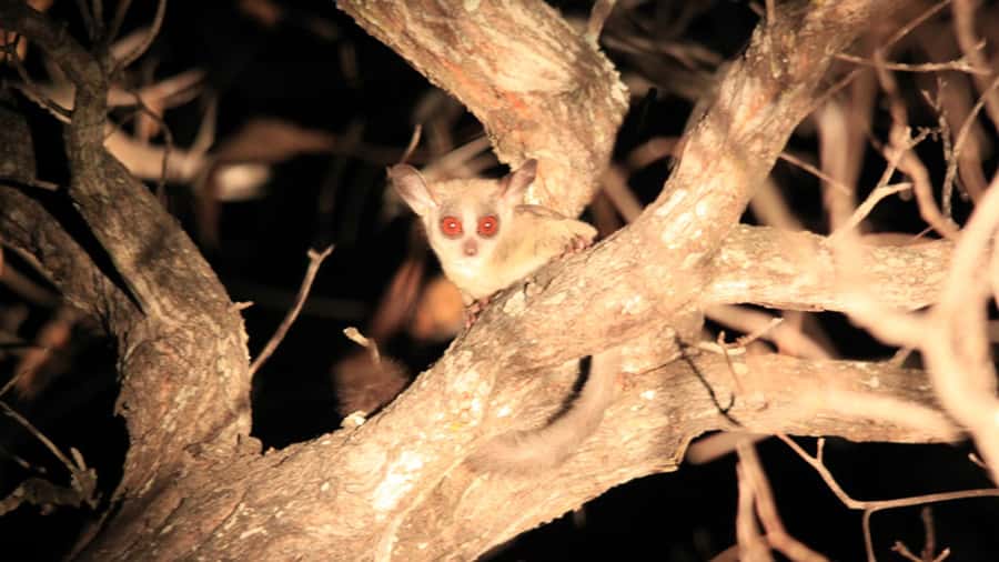 Victoria Falls: Night Game Drive and 3-Course Bush Dinner - The daylight drive is more important than the title suggests