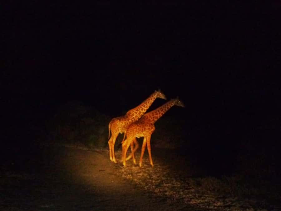 Victoria Falls: Night Game Drive and 3-Course Bush Dinner - What the spotlight can reveal after dark