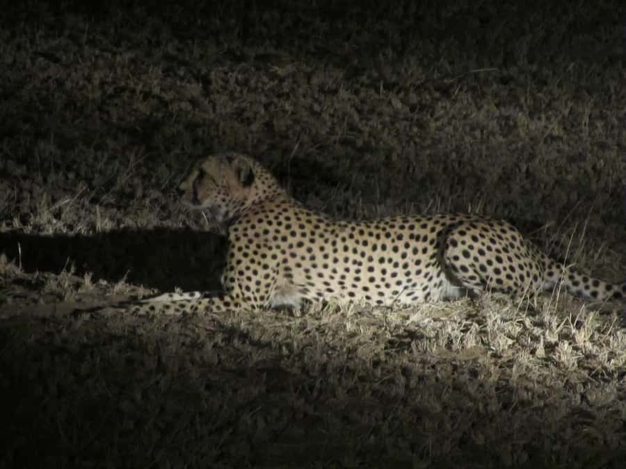 Victoria Falls: Night Game Drive and 3-Course Bush Dinner - Sunset drinks give the evening a useful pause