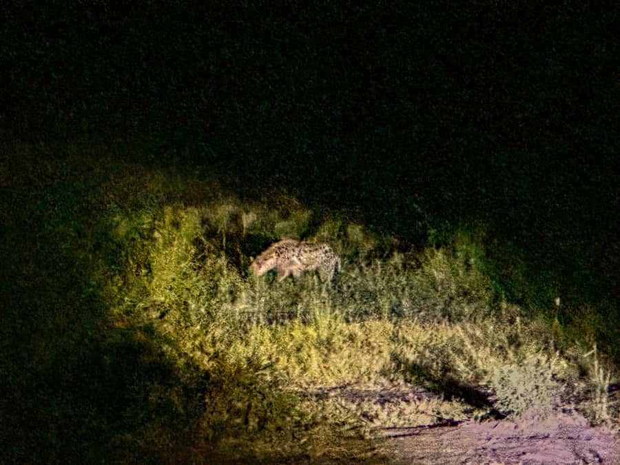 Victoria Falls: Night Game Drive Zambezi National Park - Should you book the Zambezi night game drive?