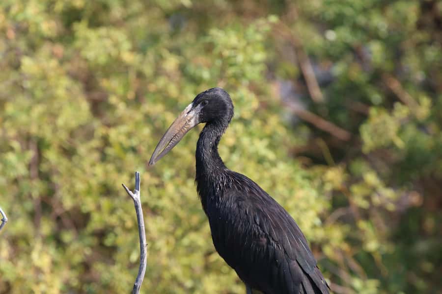 Victoria Falls: Private Zambezi River Birdwatching Safari - Key Points