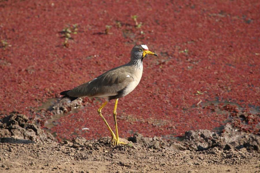 Victoria Falls: Private Zambezi River Birdwatching Safari - The Less Common Birds Worth Watching For