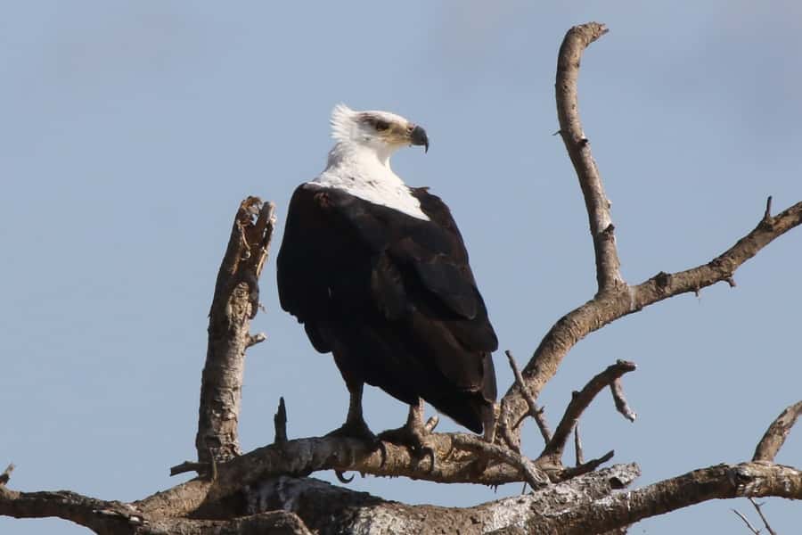 Victoria Falls: Private Zambezi River Birdwatching Safari - What the Private Boat Changes