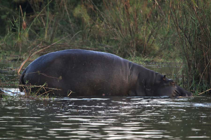 Victoria Falls: Private Zambezi River Birdwatching Safari - Food, Equipment, and Weather