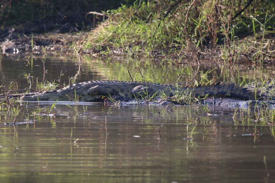 Victoria Falls: Private Zambezi River Birdwatching Safari - Price and Overall Value at $80