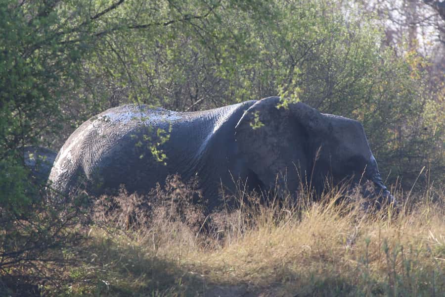 Victoria Falls: Private Zambezi River Birdwatching Safari - Who Should Book This Zambezi Trip?