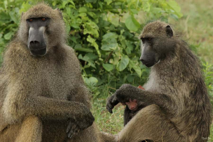 Victoria Falls Safari with Lunch and Sunset Cruise - Lunch 120 meters above the Zambezi