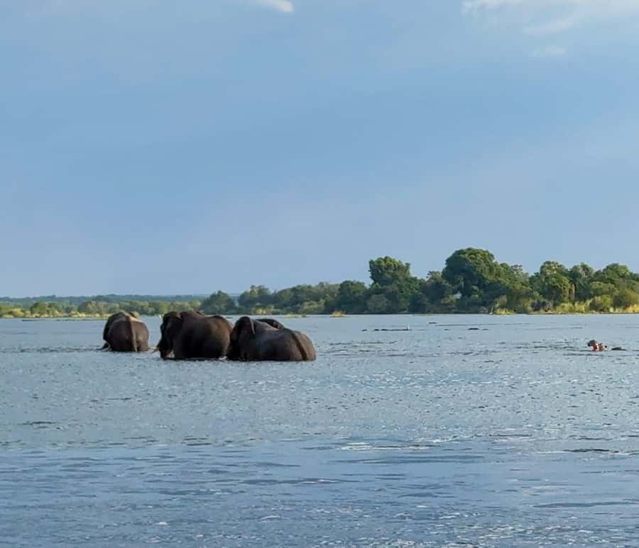 Victoria Falls: Sunset Cruise on the Zambezi River - Who will enjoy this cruise most