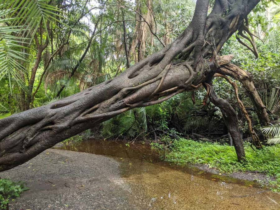 Victoria Falls Town: Victoria Falls Guided Sunrise Tour - More than a waterfall: plants, birds, and wildlife