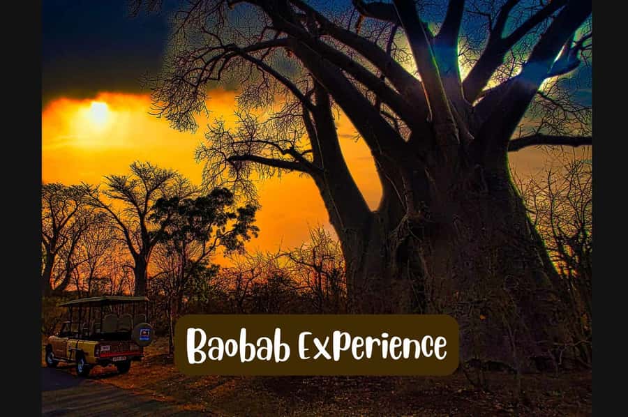 Victoria Falls: Vulture Safari and Bush Walk - Why the vulture feeding is the main event