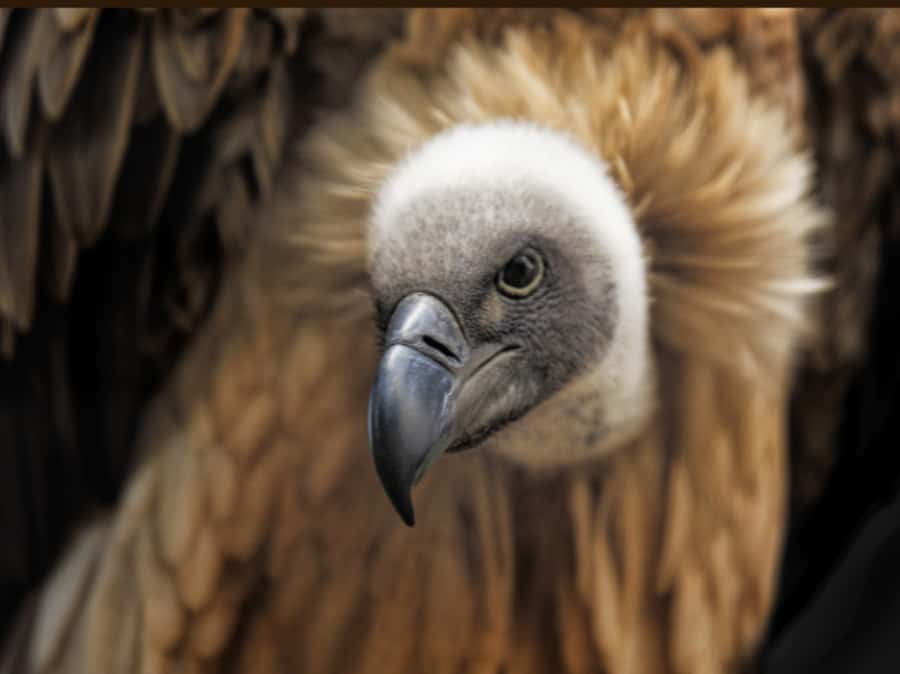 Victoria Falls: Vulture Safari and Bush Walk - Through the bush toward the Zambezi gorge