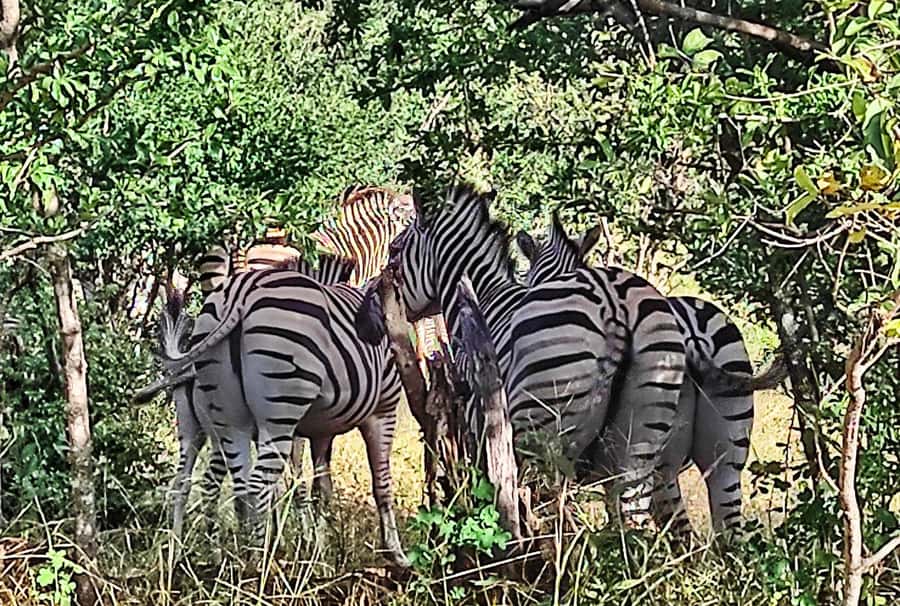 Victoria Falls: Vulture Safari and Bush Walk - The baobab stop and local crafts
