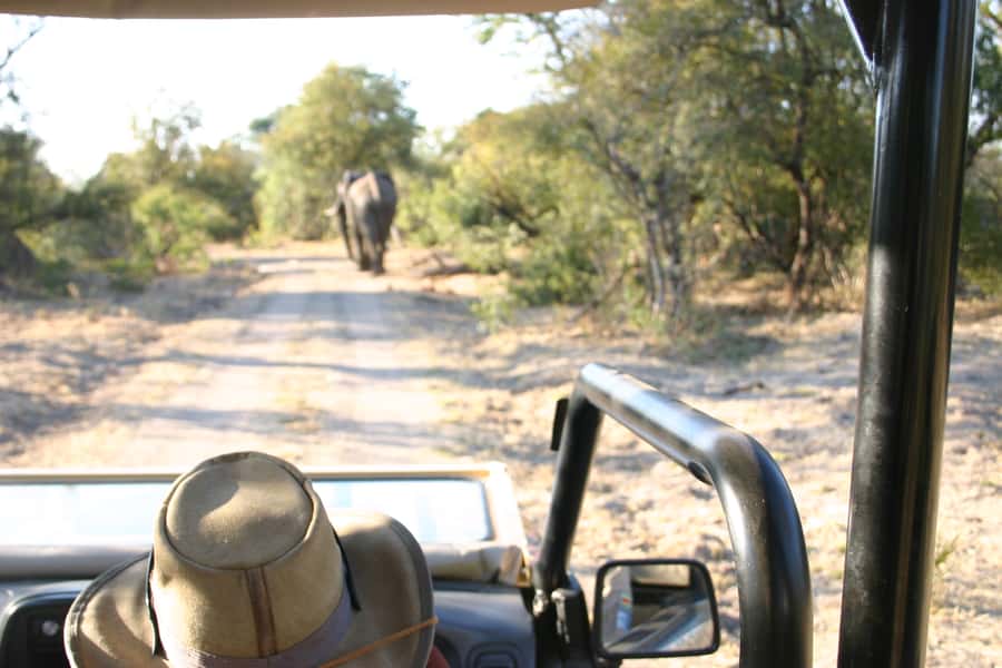 Victoria Falls: Vulture Safari and Bush Walk - What the short bush walk is really like