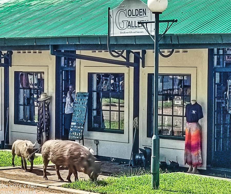 Victoria Falls: Vulture Safari and Bush Walk - What you get for $78
