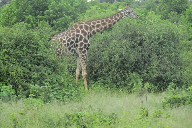 Victoria Falls: Whitewater Rafting + Chobe Safari Combo - Price, timing, and useful planning notes