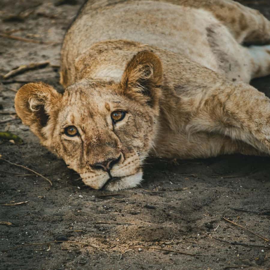 Victoria Falls: Zambezi National Park Game Drive - Morning or afternoon: choosing your best three hours