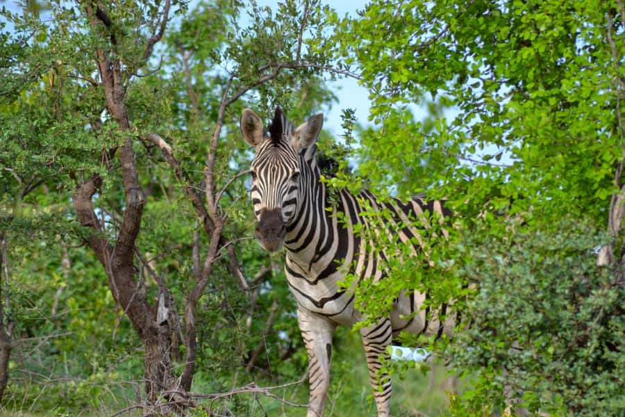 Victoria Falls: Zambezi National Park Game Drive - Who should book this drive?