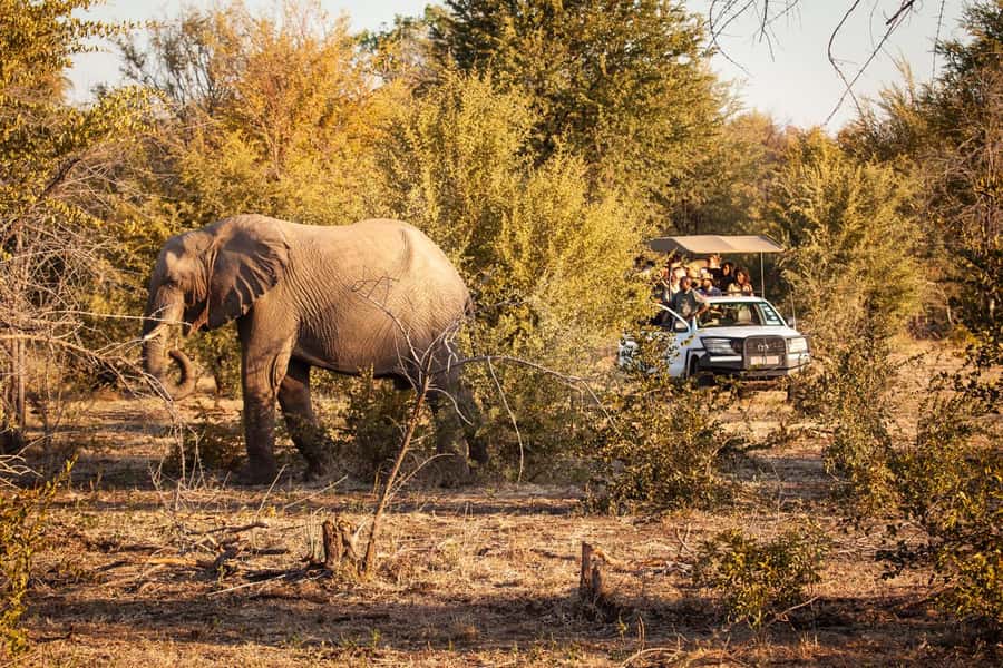 Zambezi 3hr Game Drive - What the three-hour game drive is really like