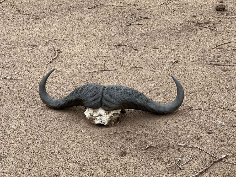 Zambezi 3hr Game Drive - The scenery between sightings