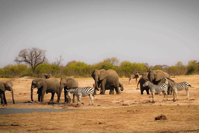 Zambezi National Park AM or PM Game Drive - Who should book this Victoria Falls activity?