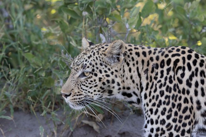 Zambezi National Park Game Drive AM /PM - Key points to know before you book