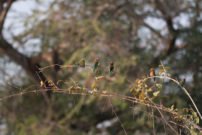 Zambezi National Park Game Drive AM /PM - Why this Zambezi safari works well from Victoria Falls