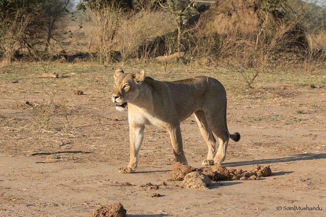 Zambezi National Park Game Drive AM /PM - Who should book this game drive?