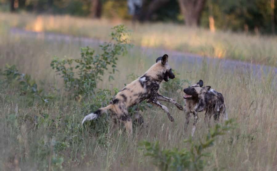 Zambezi National Park Game Drive in a Small Group - Key points to know before booking