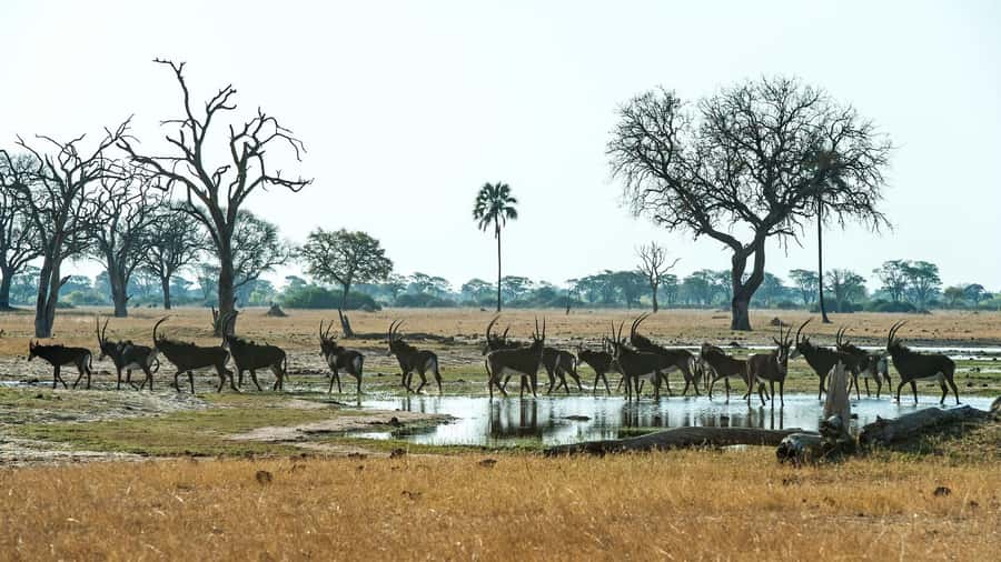 Zambezi National Park Game Drive in a Small Group - Choosing the 6am morning safari