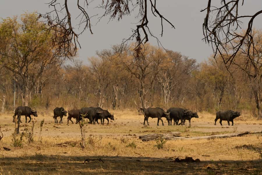 Zambezi National Park Game Drive in a Small Group - Wildlife sightings are exciting, but luck still matters
