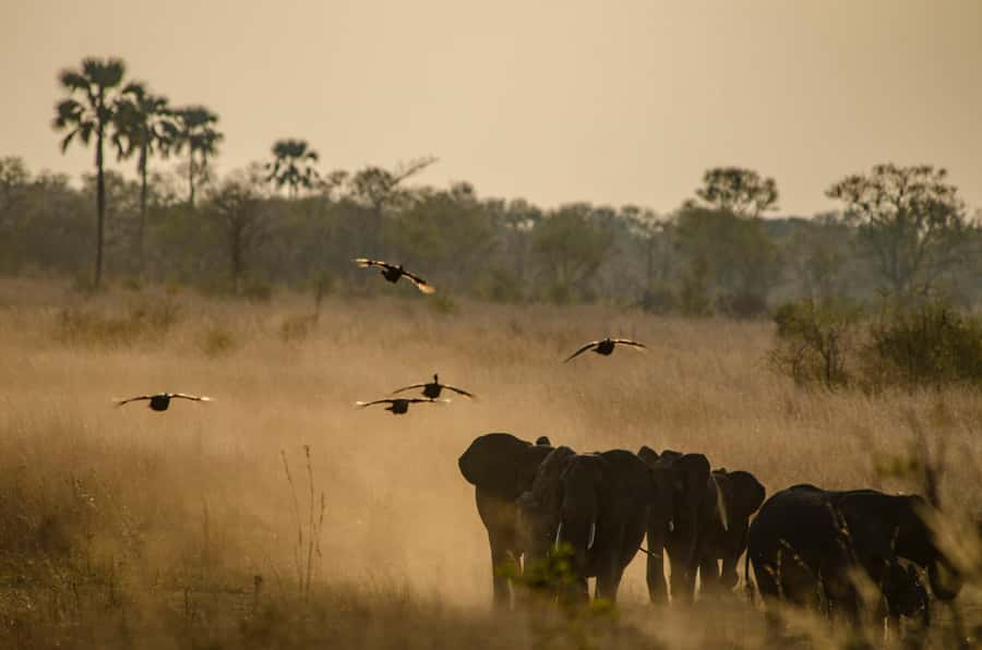 Zambezi National Park Game Drive in a Small Group - What the $100 price really covers