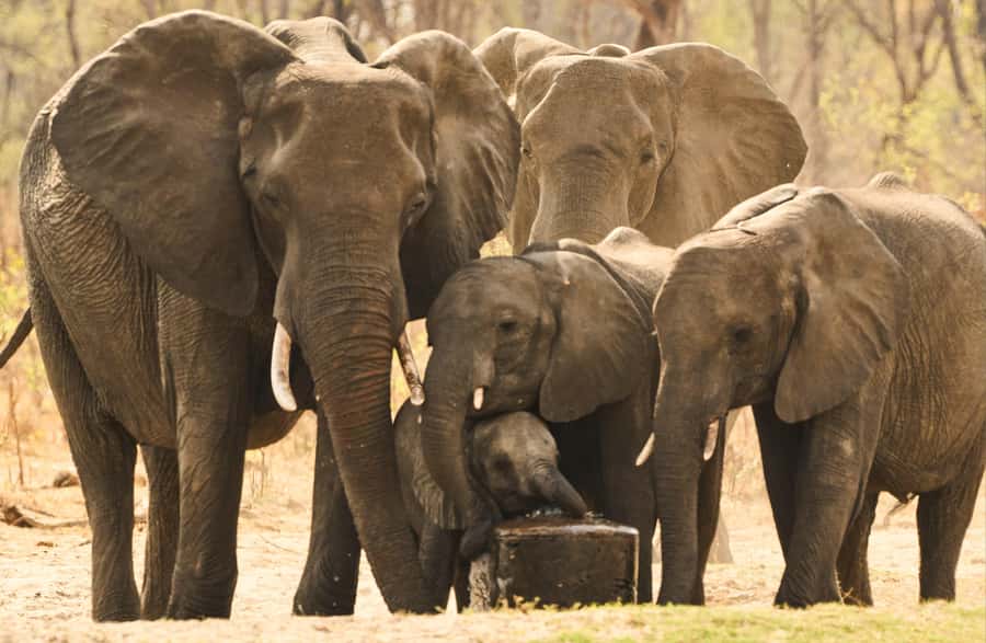 Zambezi National Park Game Drive in a Small Group - Practical planning for a smoother outing