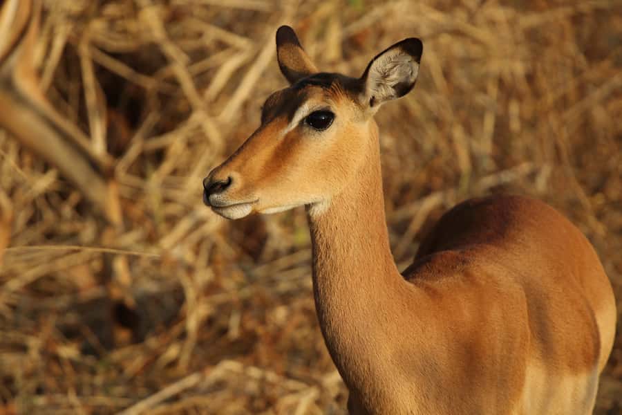 Zambezi National Park Private Wildlife Safari (4 - 10 hours) - Key points to know before you book