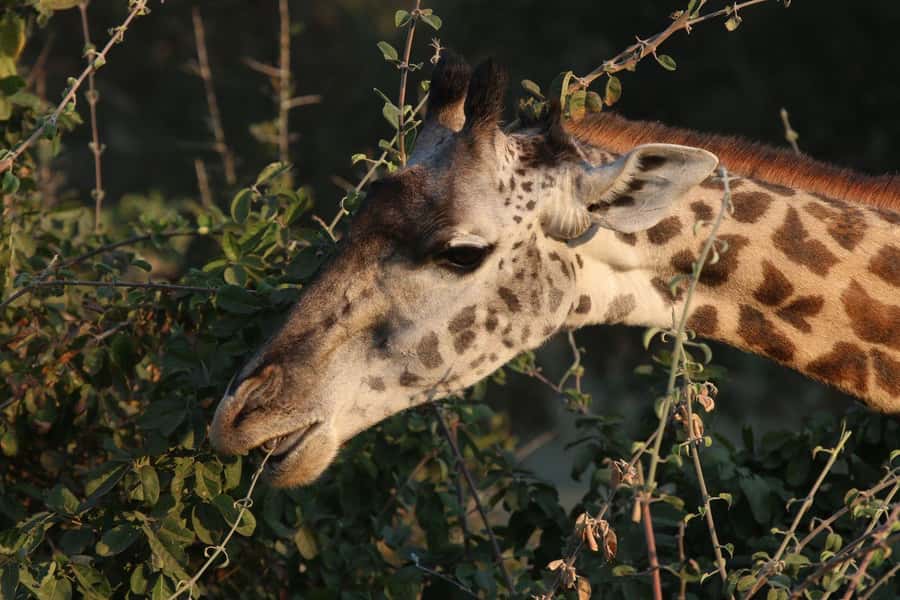 Zambezi National Park Private Wildlife Safari (4 - 10 hours) - From Victoria Falls to open bush in five minutes