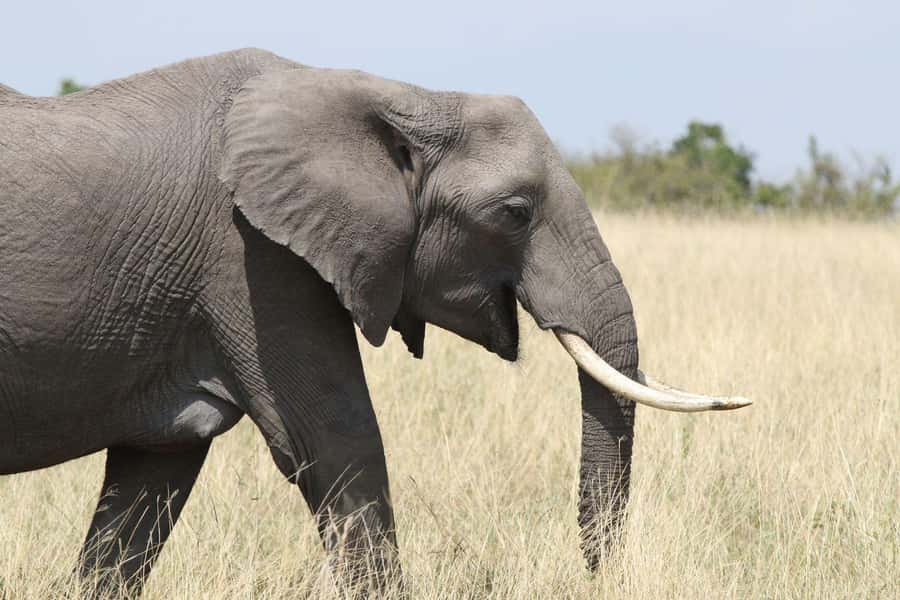 Zambezi National Park Private Wildlife Safari (4 - 10 hours) - Why seven hours is the sensible middle choice