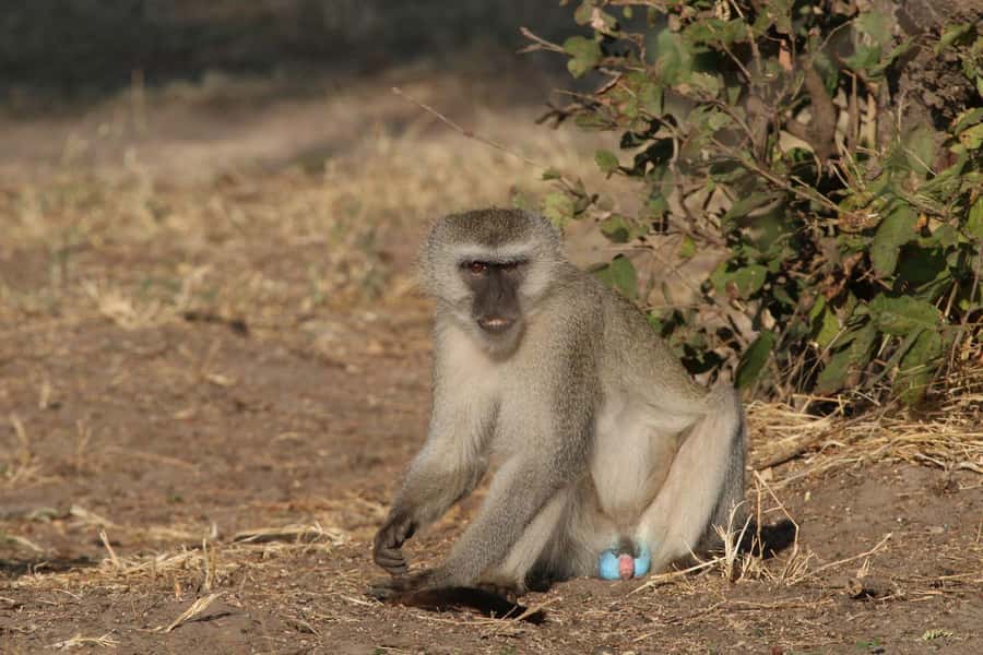 Zambezi National Park Private Wildlife Safari (4 - 10 hours) - The 10-hour option gives wildlife the time it needs